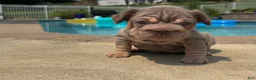 French Bulldog dogs for sale: ChiChi - Ad 15