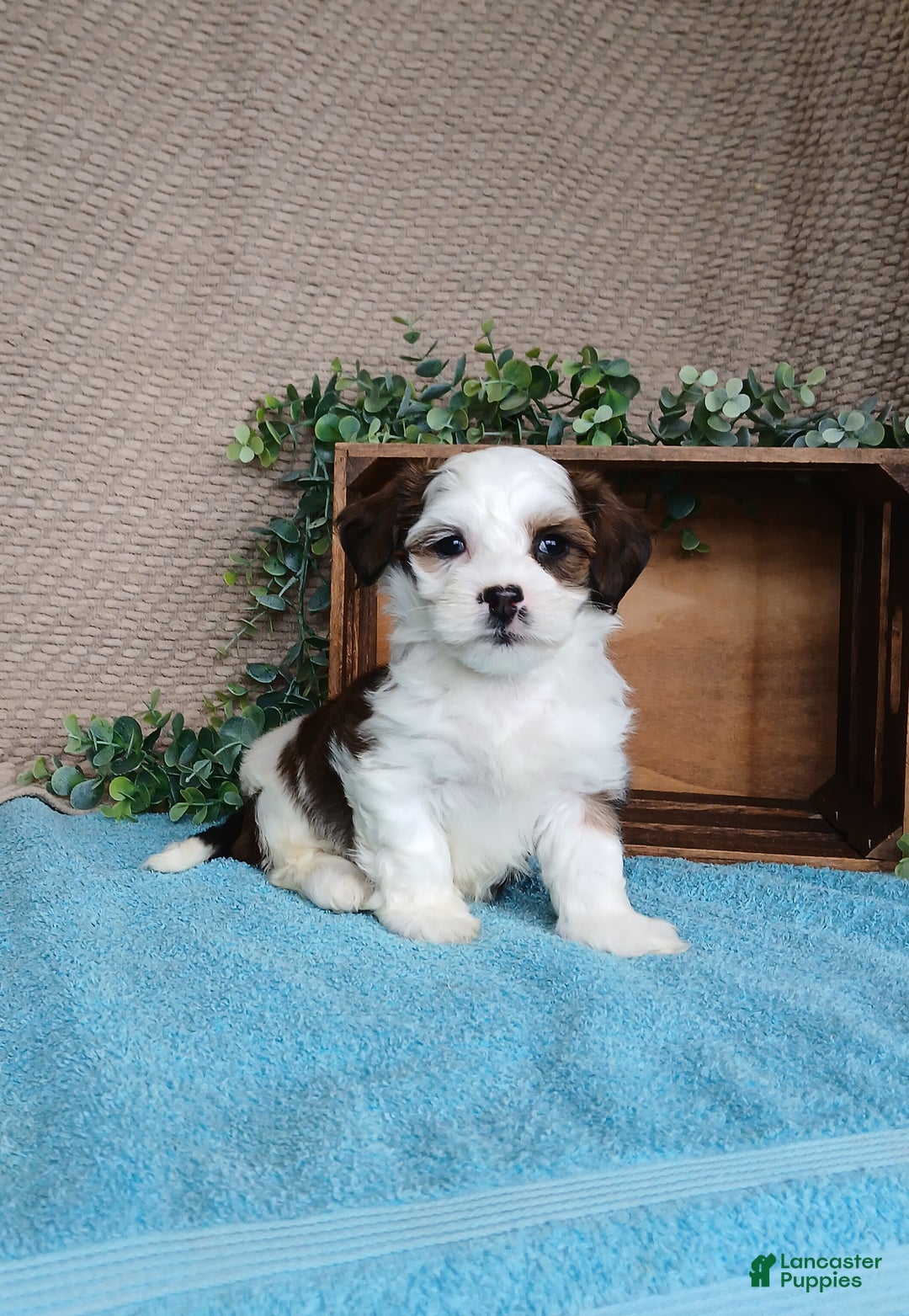 Havanese dogs for sale: Parker  - Ad 1