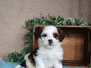 Havanese dogs Parker - Ad 31