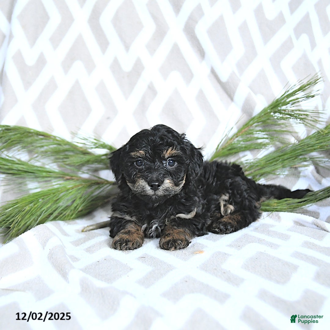 Maltipoo dogs for sale: Jingle  - Ad 2