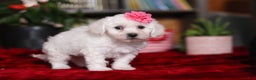 Bichon Frise dogs for sale: Roanna - Ad 5