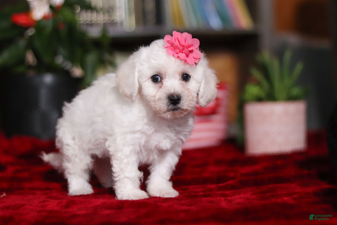Bichon Frise dogs for sale: Roanna - Ad 5