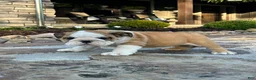 English Bulldog dogs for sale: Zander - Ad 4