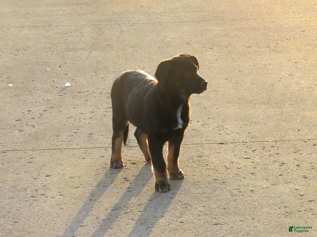 German Shepherd dogs for sale: Millie - Ad 11