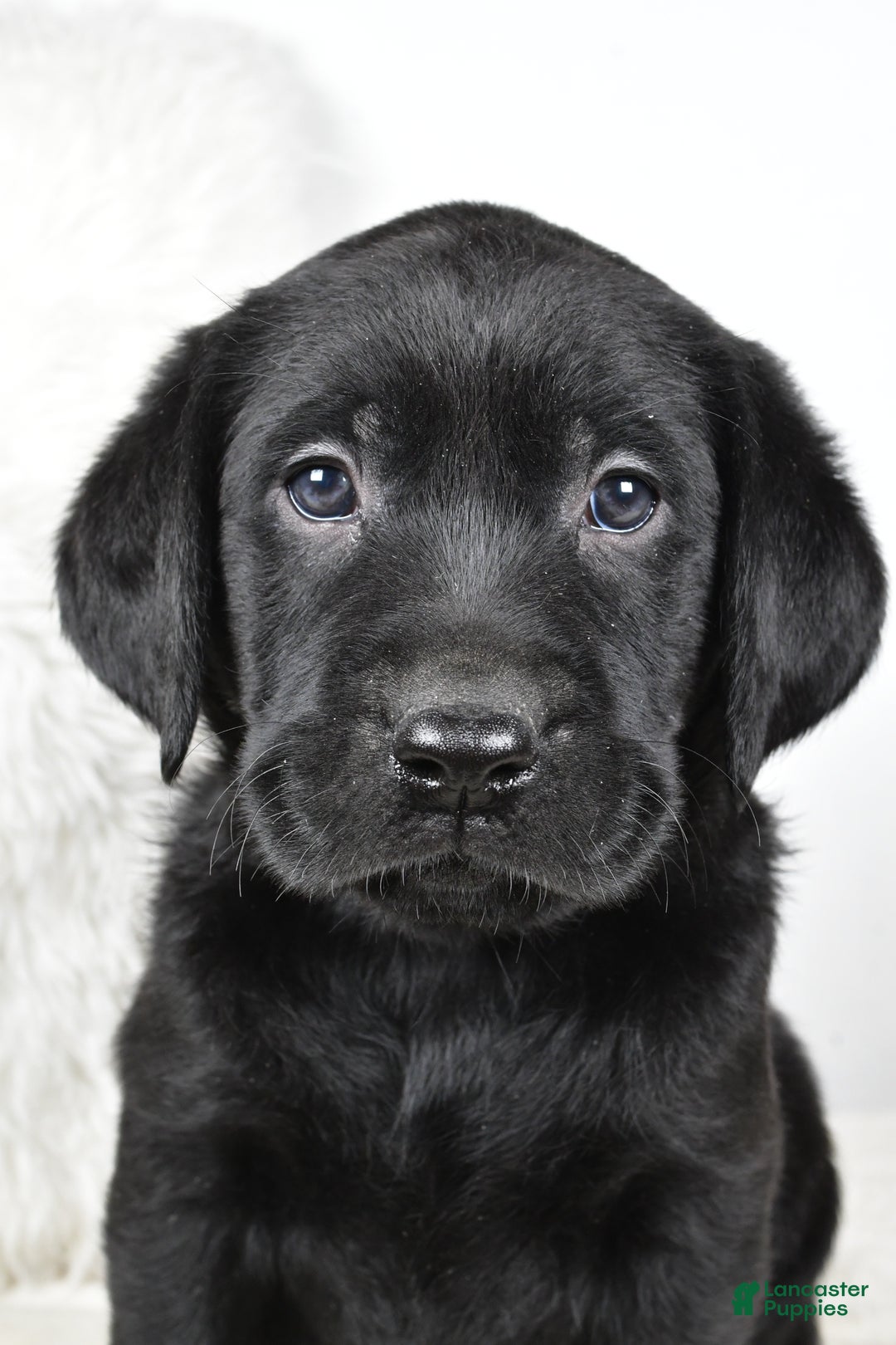 Labrador Retriever dogs for sale: Luna - Ad 1