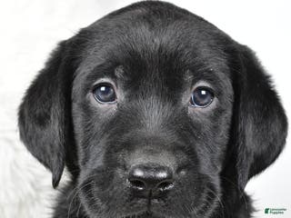 Labrador Retriever dogs Luna - Ad 15