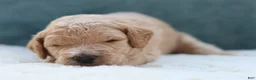 Goldendoodle dogs for sale: Charlie  - Ad 5