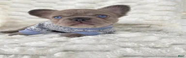 French Bulldog 1