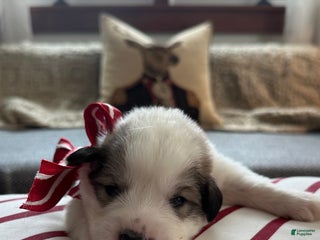 Great Pyrenees dogs Royal Blue - Ad 6