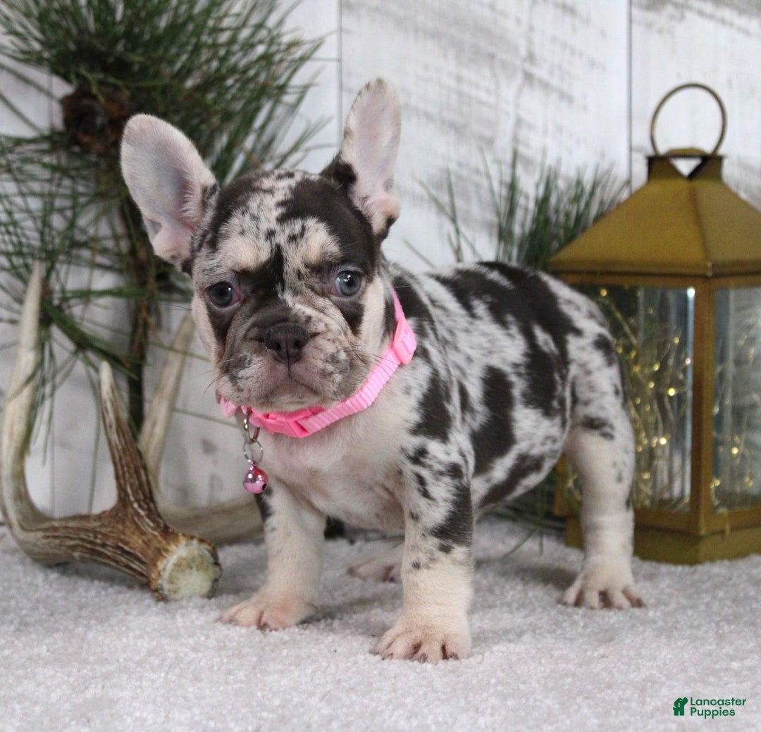 French Bulldog dogs for sale: Princes - Ad 5