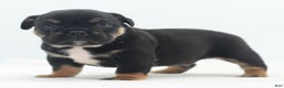 Mixed Breed dogs for sale: Knox tricolor bully puppy  - Ad 6