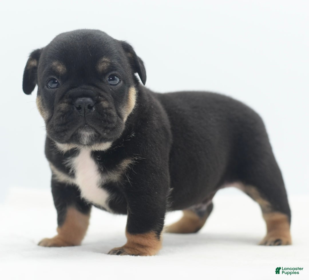 Mixed Breed dogs for sale: Knox tricolor bully puppy  - Ad 6