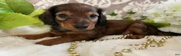 Miniature Dachshund dogs for sale: Moose - Ad 11