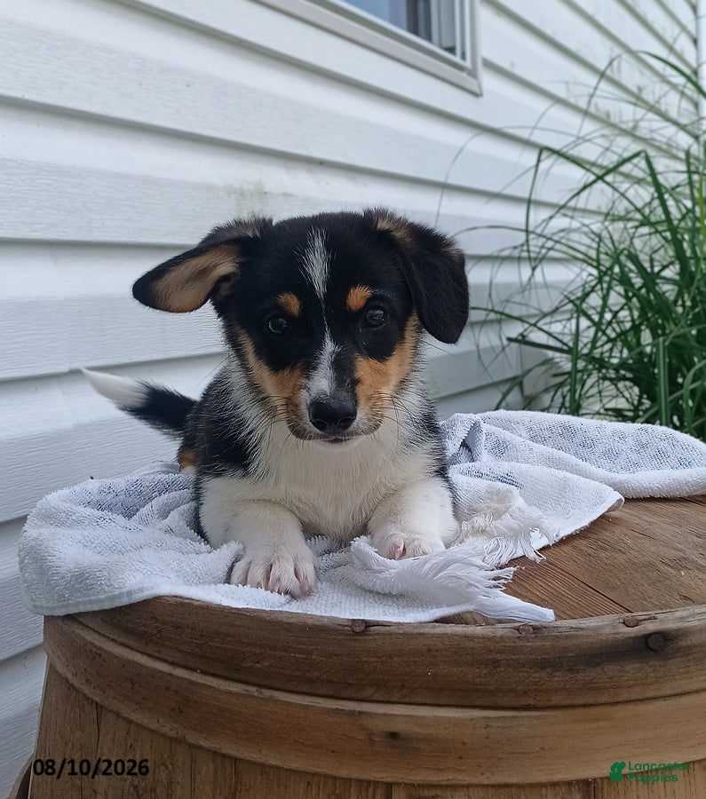 Welsh Corgi Pembroke dogs Tina - Ad 2