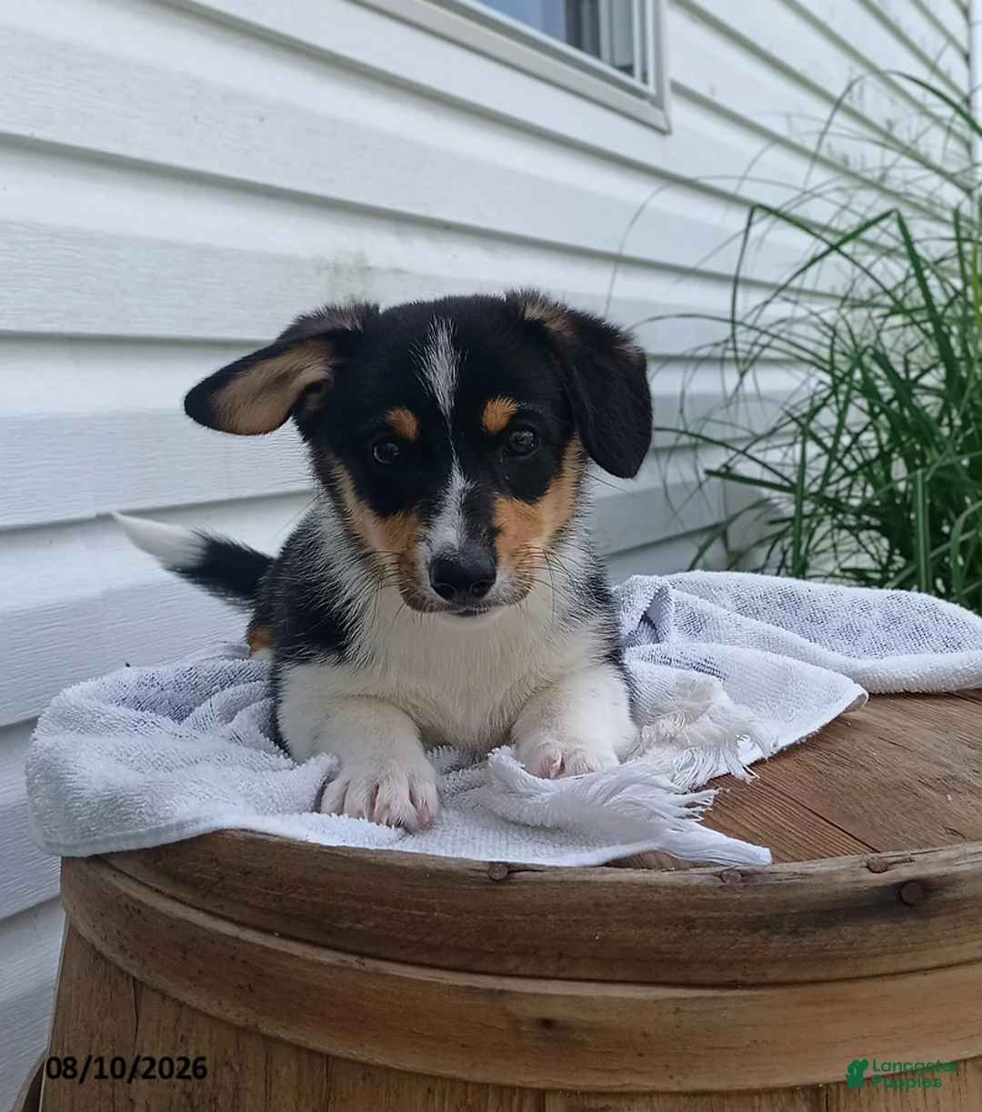Welsh Corgi Pembroke dogs for sale: Tina - Ad 2
