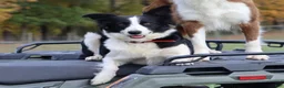 Border Collie dogs for sale: Chance - Ad 9