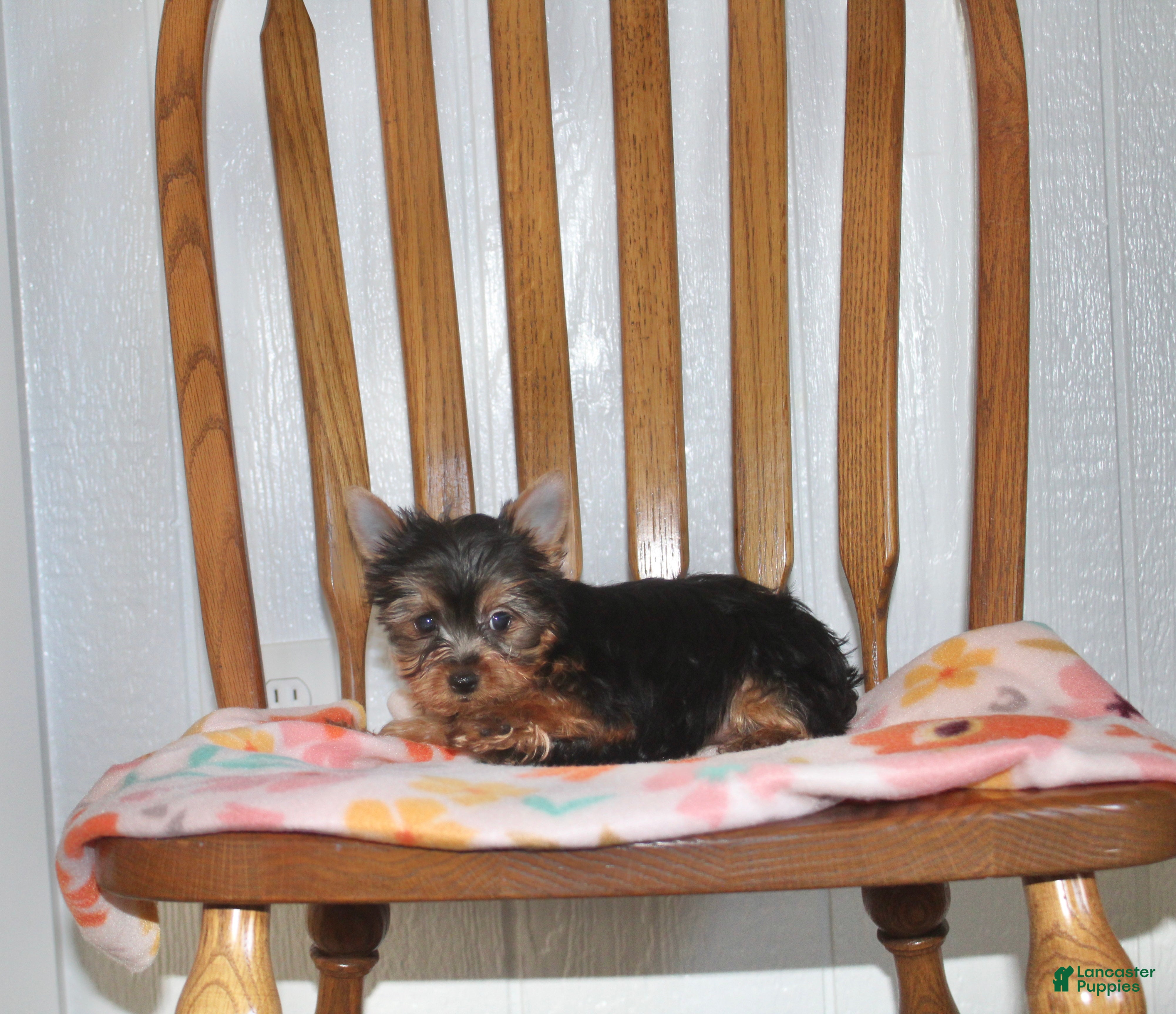 Yorkshire Terrier dogs for sale: Holly - Ad 1