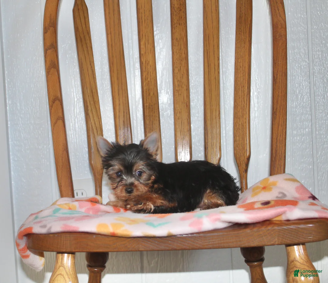 Yorkshire Terrier dogs for sale: Holly - Ad 1