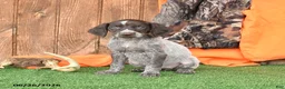 German Shorthaired Pointer dogs for sale: Sasha - Ad 3