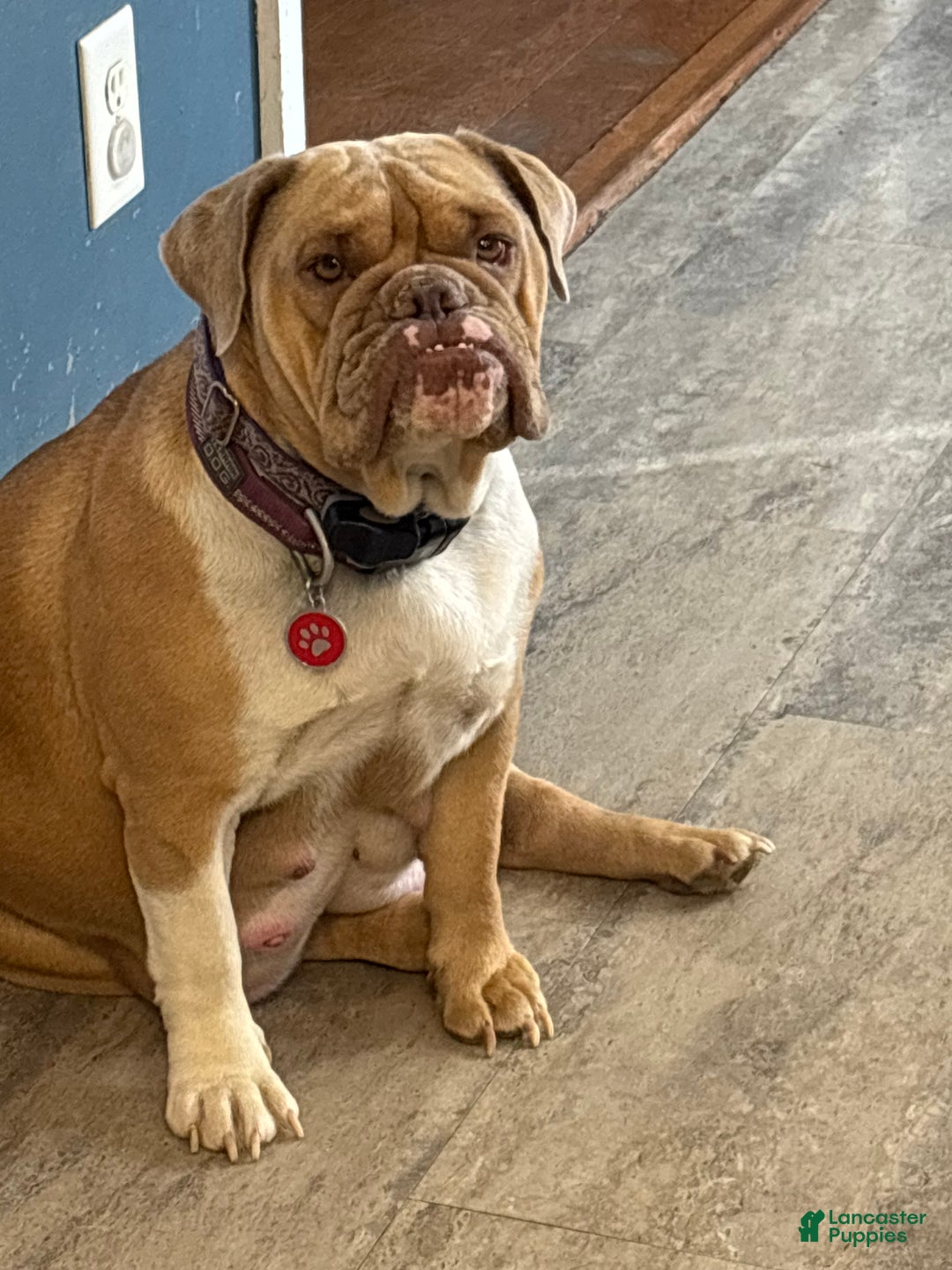 English Bulldog dogs for sale: Roxy - Ad 5