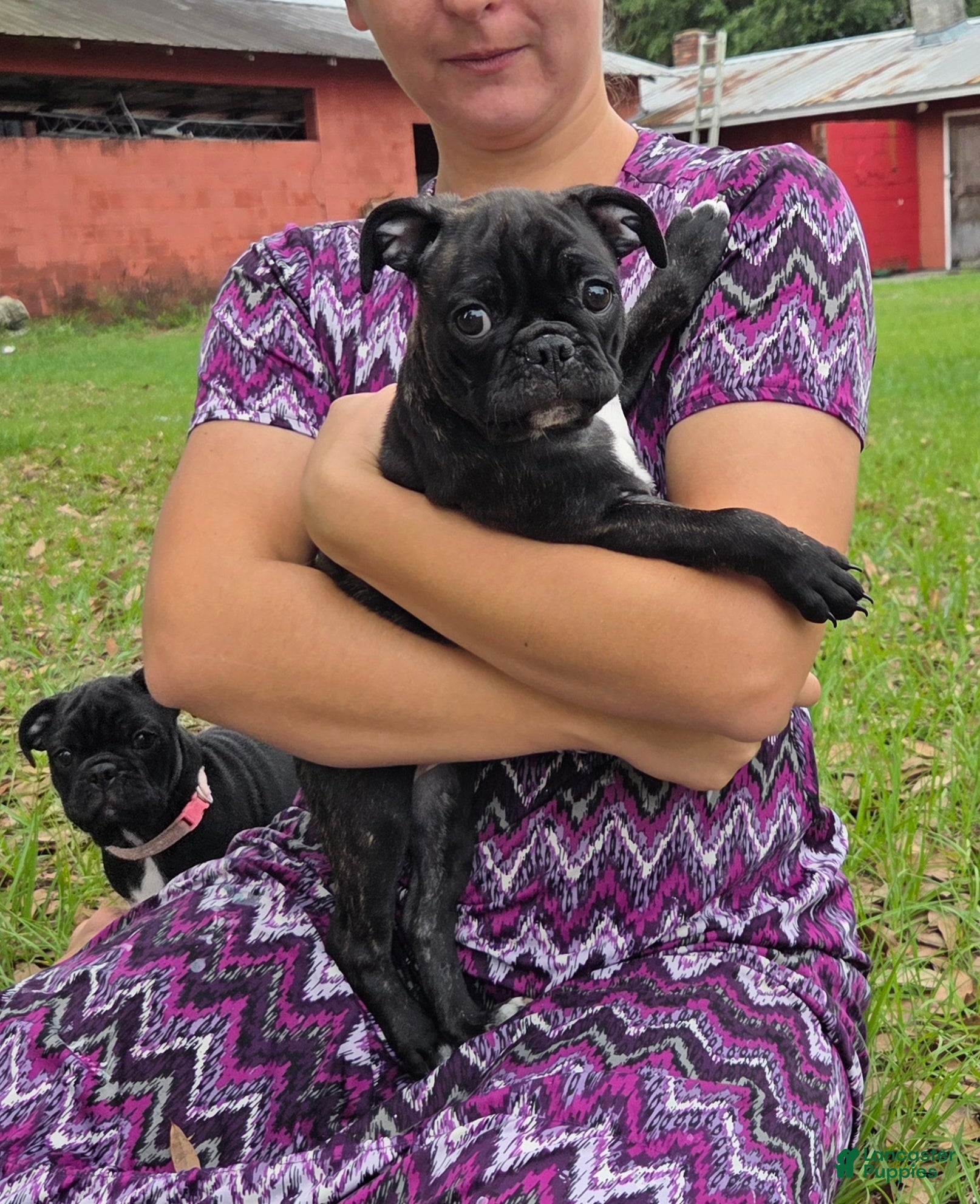 Mixed Breed dogs Blossom  - Ad 1