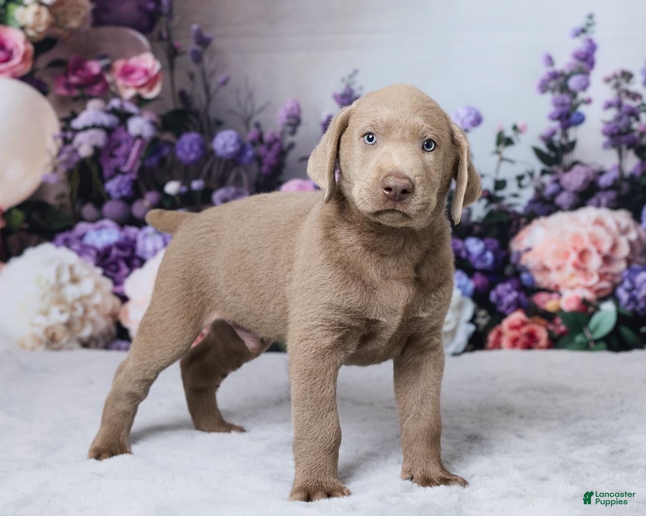 Labrador Retriever dogs Bowser - Ad 2