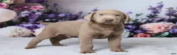 Labrador Retriever dogs for sale: Bowser - Ad 2