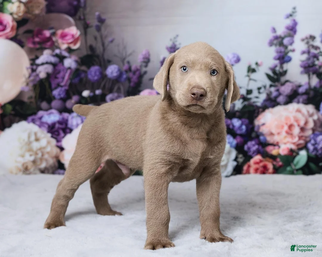Labrador Retriever dogs for sale: Bowser - Ad 2