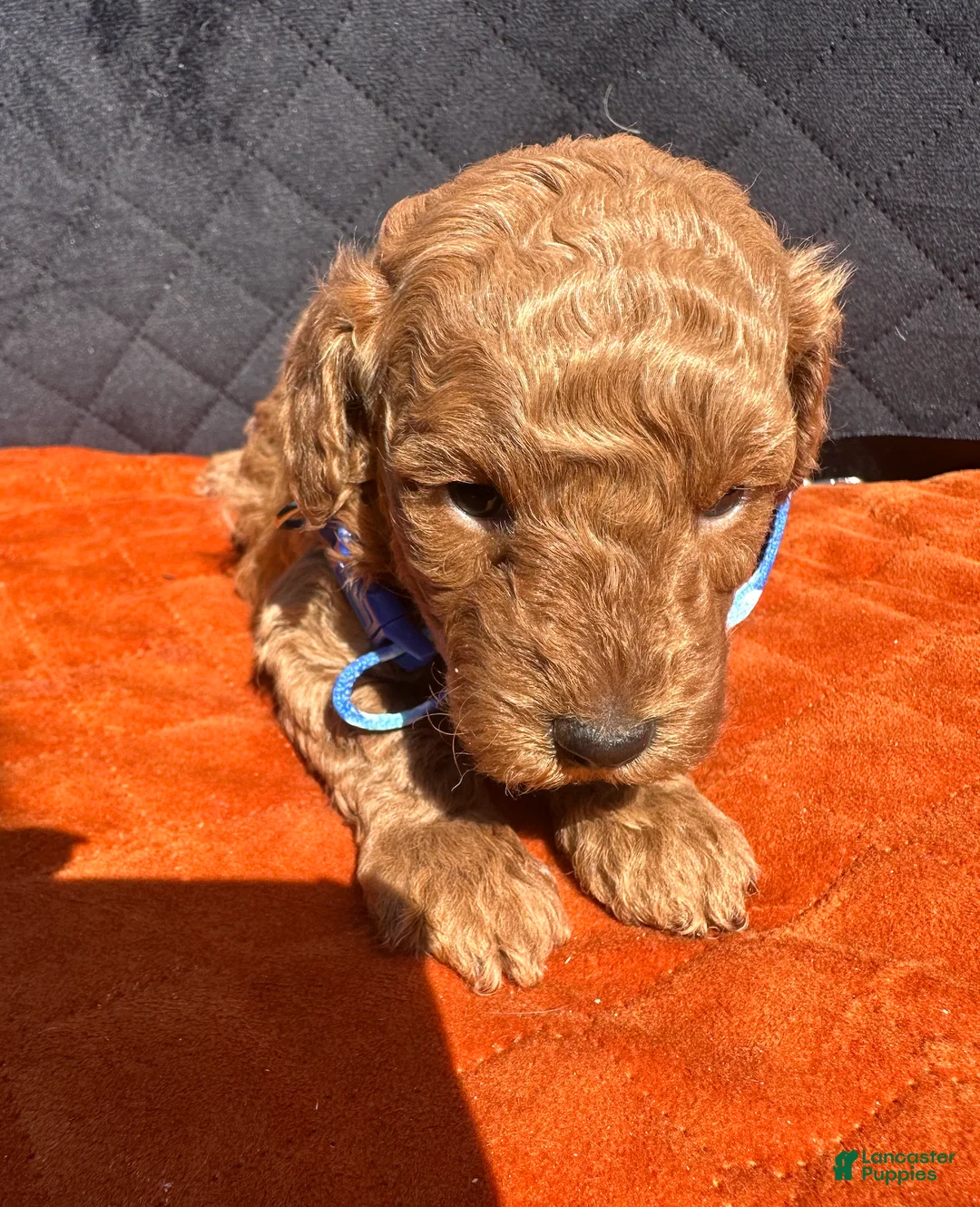 Toy Poodle dogs for sale: TUCKER- AKC GENETICALLY HEALTH TESTED PARENTS - Ad 1
