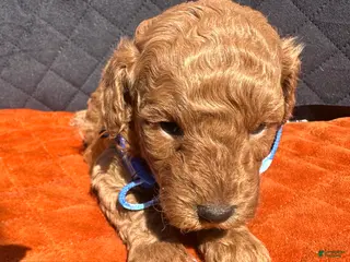 Toy Poodle dogs TUCKER- AKC GENETICALLY HEALTH TESTED PARENTS - Ad 2