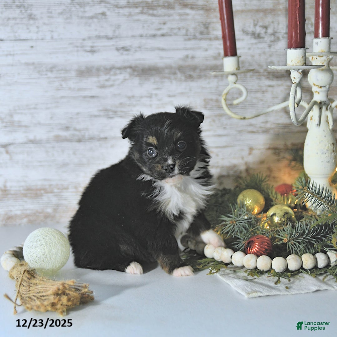 Miniature Australian Shepherd dogs for sale: Mia  - Ad 2