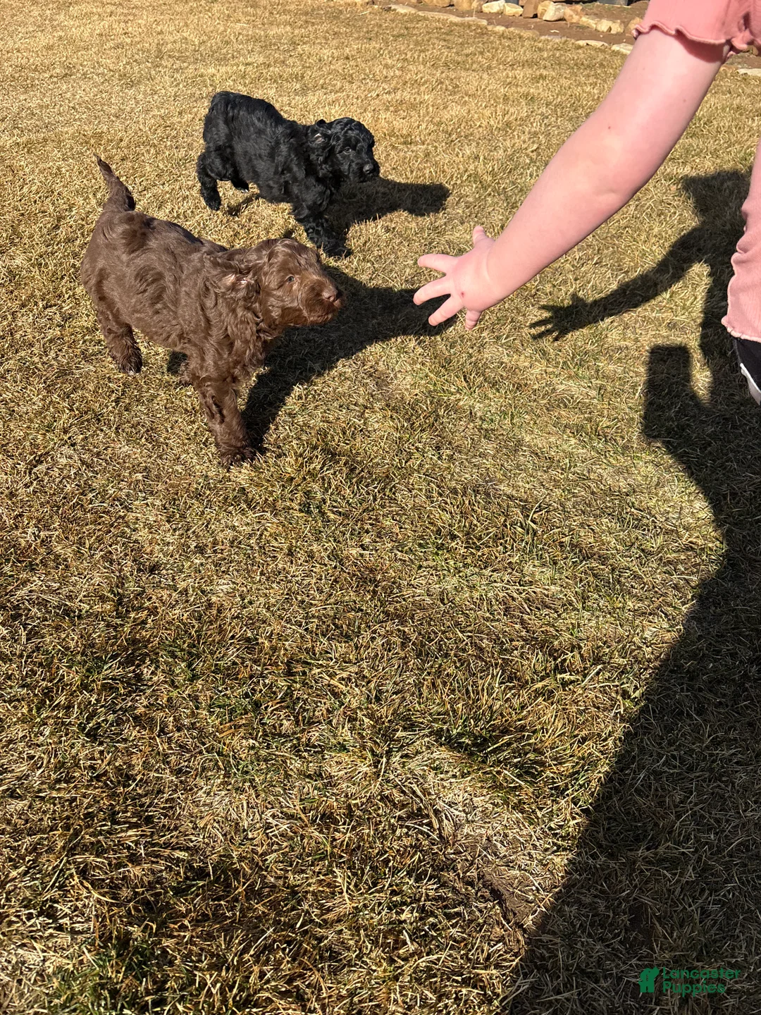 Aussiedoodle dogs for sale:  Puppy 3 - Ad 6