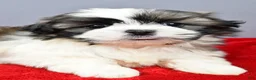 Shih Tzu dogs for sale: Rocket - Ad 3