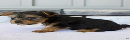 Yorkshire Terrier dogs for sale: Porker - Ad 3