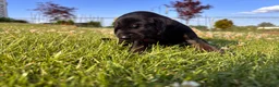 Mixed Breed dogs for sale: Scribbles - Ad 8