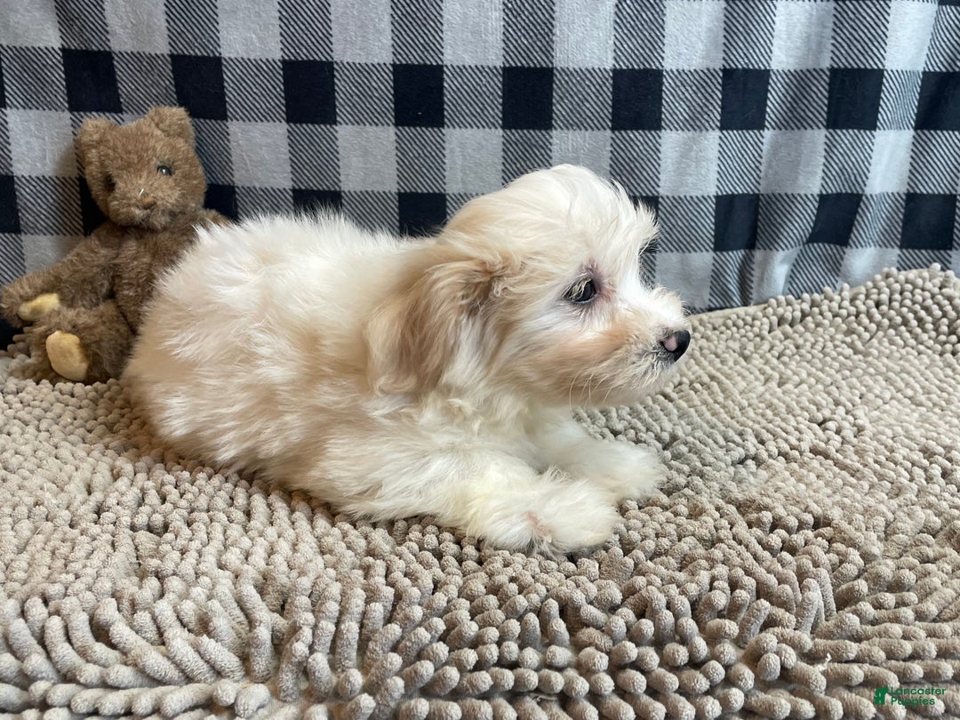 Mixed Breed dogs for sale: Scott  - Ad 3