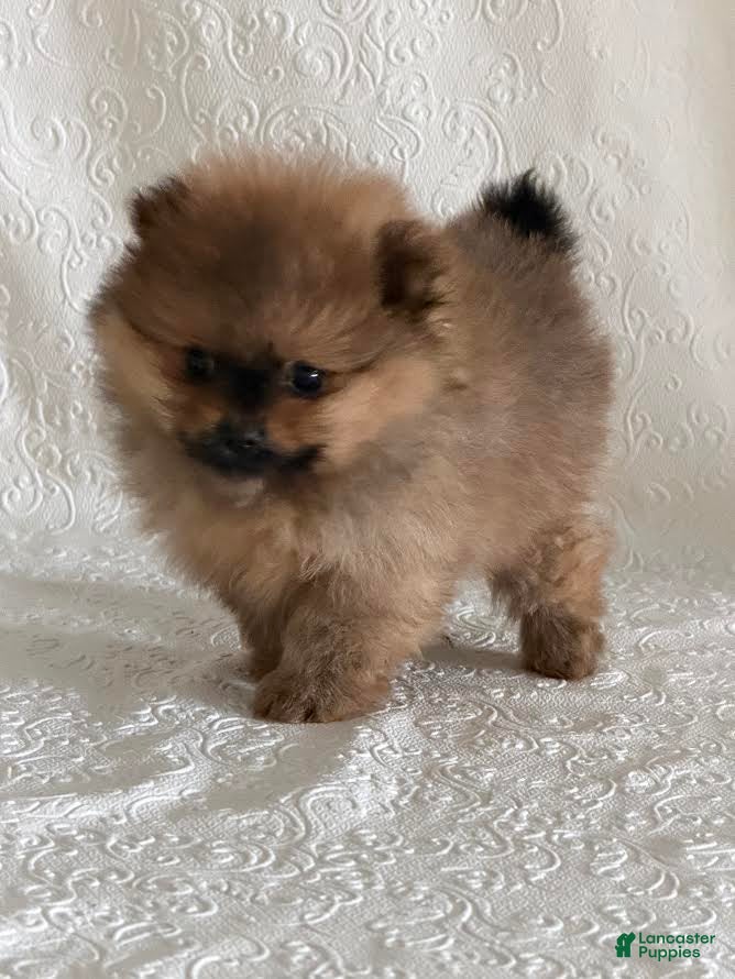 Pomeranian dogs Diva - Ad 39