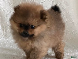 Pomeranian dogs Diva - Ad 39