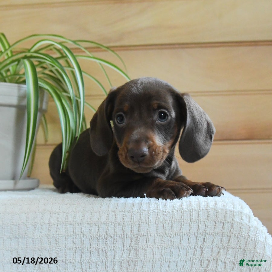 Miniature Dachshund dogs Shane - Ad 2