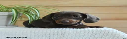 Miniature Dachshund dogs for sale: Shane - Ad 2