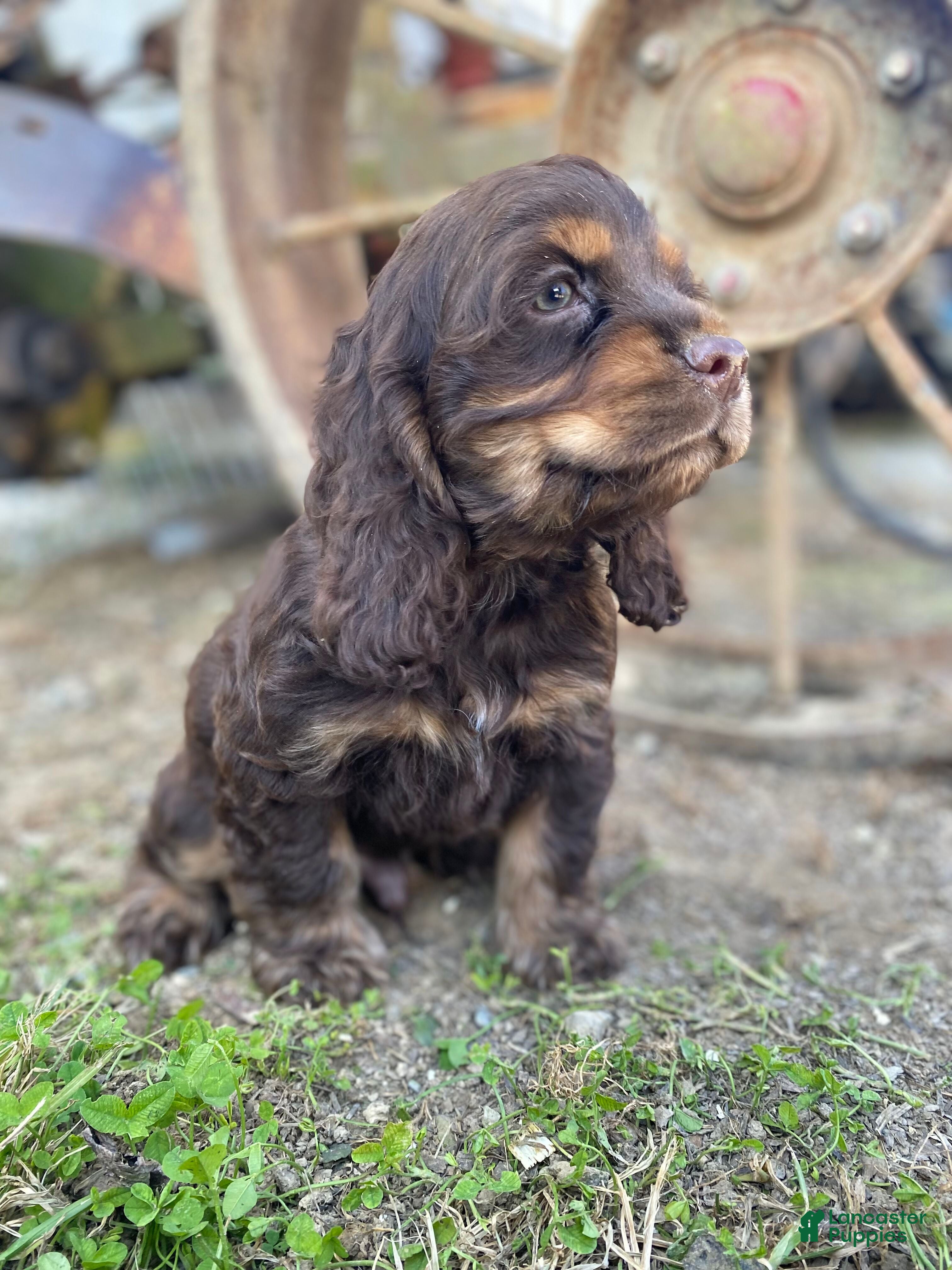 Cocker Spaniel dogs Harry - Ad 1