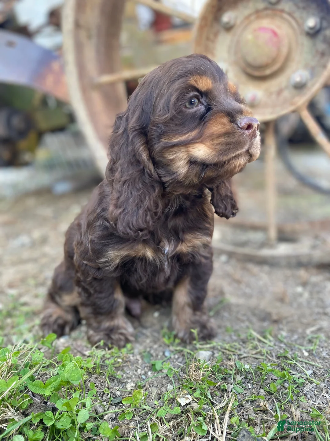 Cocker Spaniel dogs for sale: Harry - Ad 1