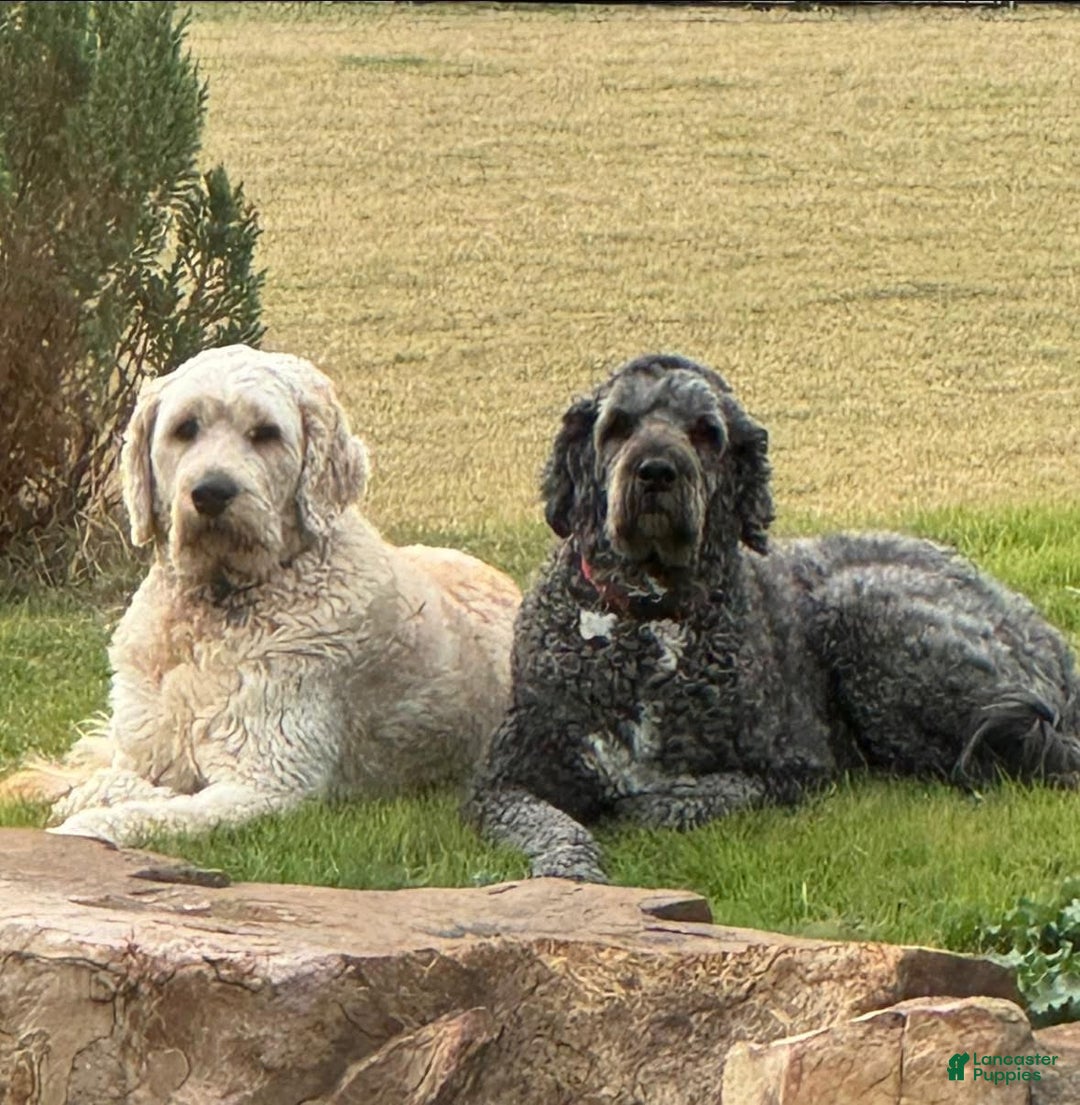 Goldendoodle dogs for sale: Yellow collar girl - Ad 15