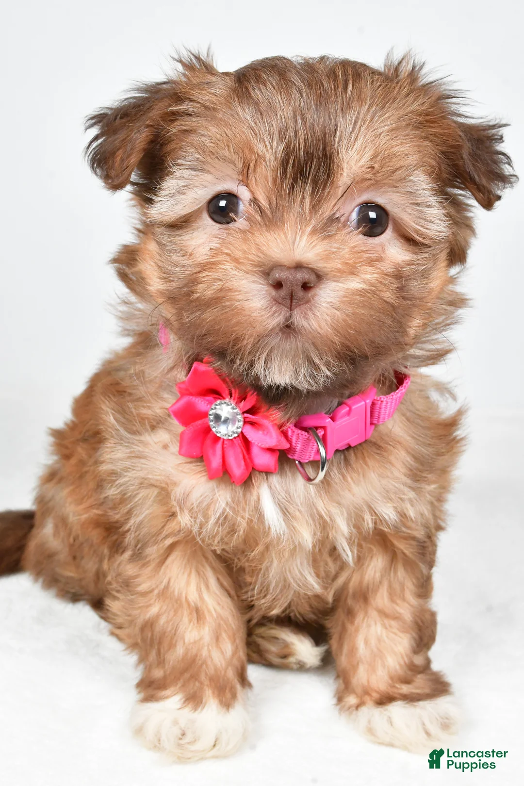 Havanese dogs for sale: Hailey - Ad 6