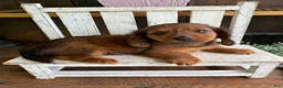 Miniature Dachshund dogs for sale: Bo - Ad 3