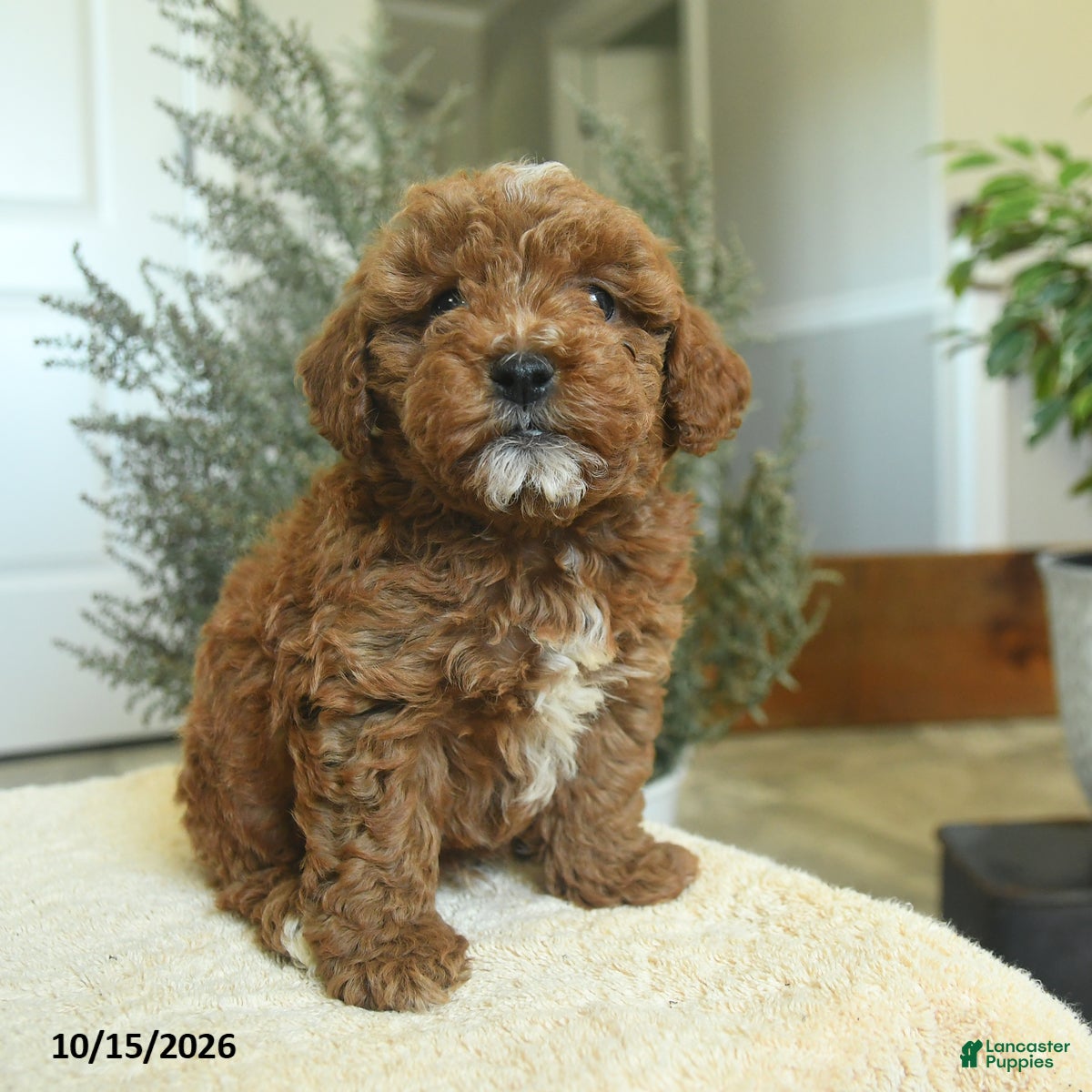 Miniature Poodle dogs Mason - Ad 1
