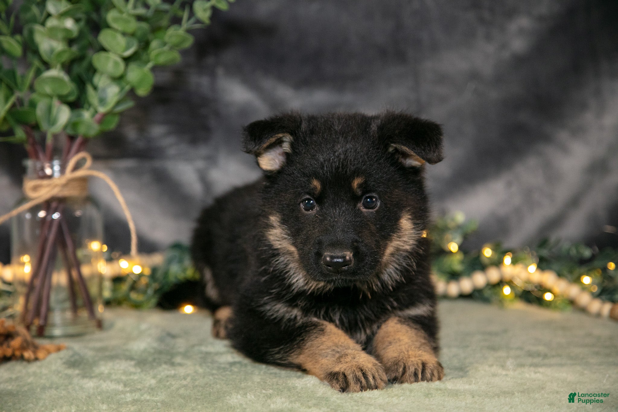 German Shepherd dogs Jax - Ad 2