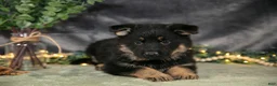 German Shepherd dogs for sale: Jax - Ad 2