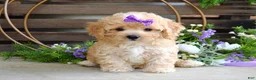 Maltipoo dogs for sale: Hazel - Ad 6