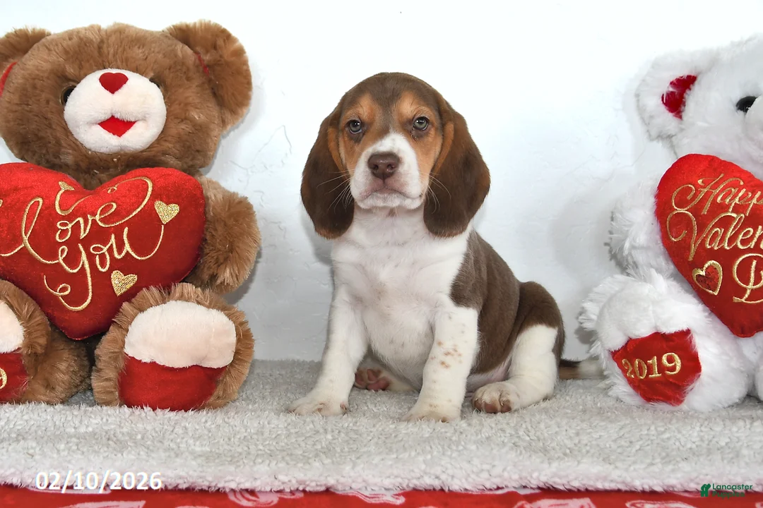 Beagle dogs for sale: Cooper - Ad 5